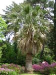 Washingtonia filifera /  