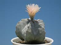 Astrophytum myriostigma v tulense