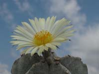 Astrophytum myriostigma v tulense