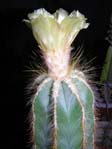 Erioactus magnificus