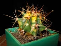 Ferocactus acanthodes f.variegata