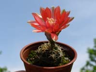 Gymnocalycium baldianum  P 127