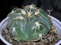 Gymnocalycium denudatum