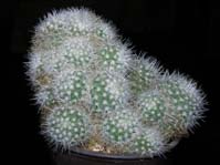 Mammillaria albilanata