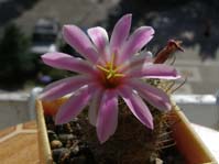 Mammillaria booli