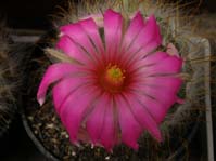 Mammillaria guelzowiana