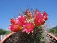 Mammillaria mazatlanensis
