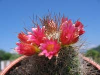 Mammillaria mazatlanensis