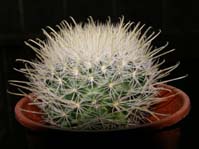 Mammillaria pennispinosa v.nazasensis