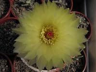 Notocactus ottonis