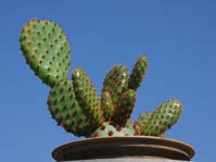 Opuntia microdasys v. rufida