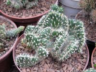 Opuntia cilindrica f. cristata