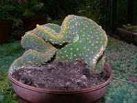 Opuntia microdasys f. cristata