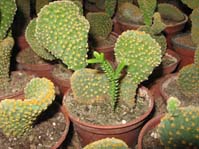 Opuntia microdasys f. cristata