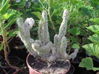 Opuntia_vestita_f. cristata