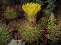 Parodia aureispina