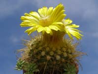 Parodia aureispina