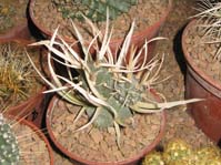 Tephrocactus articulatus v. papyracanthus