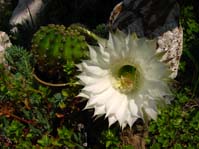 Echinopsis hybr