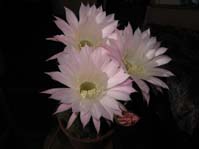 Echinopsis hybr