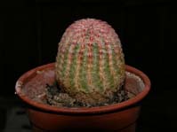 Echinocereus pectinatus v. rigidissimus