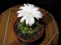 Gymnocalycium Damsii v. Torulosum