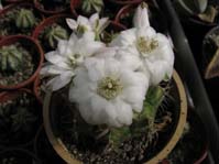 Gymnocalycium Damsii v. Torulosum