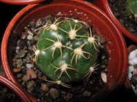 Gymnocalycium denudatum