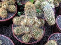 Mammillaria elongata