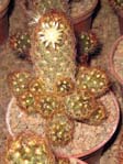 Mammillaria elongata v.rufocrosea