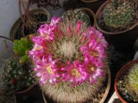 Mammillaria ssp. ernestii