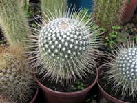 Mammillaria geminispina