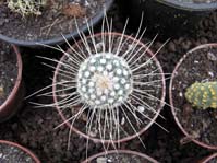 Mammillaria geminispina