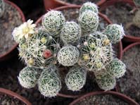 Mammillaria gracilis