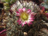 Mammillaria microhelia v. microheiopsis