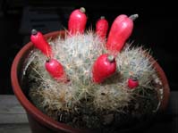 Mammillaria prolifera v.haitensis