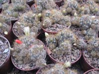 Mammillaria prolifera