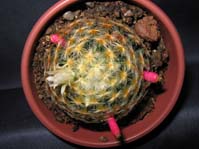 Mammillaria schiedeana