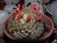 Mammillaria schiedeana