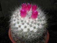 Mammillaria ssp.