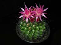 Neoporteria ssp