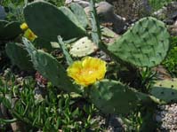 Opuntia ssp.