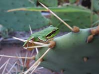 Opuntia ssp.