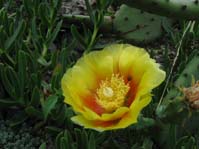 Opuntia ssp.