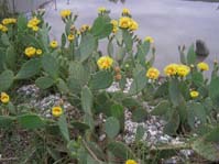 Opuntia ssp.