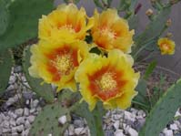 Opuntia ssp.