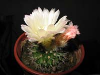 Parodia ssp.