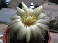 Parodia ssp.