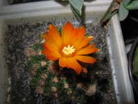 Parodia mairanana