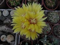 Parodia murabilis